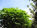 Catalpa bignonioides 'Nana'